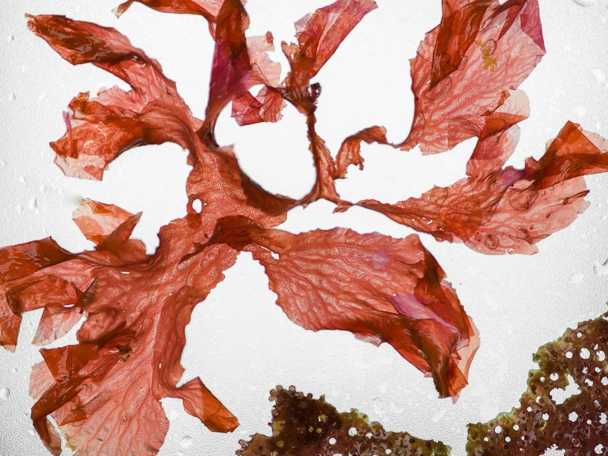 Close-up of dried red seaweed on a white background.