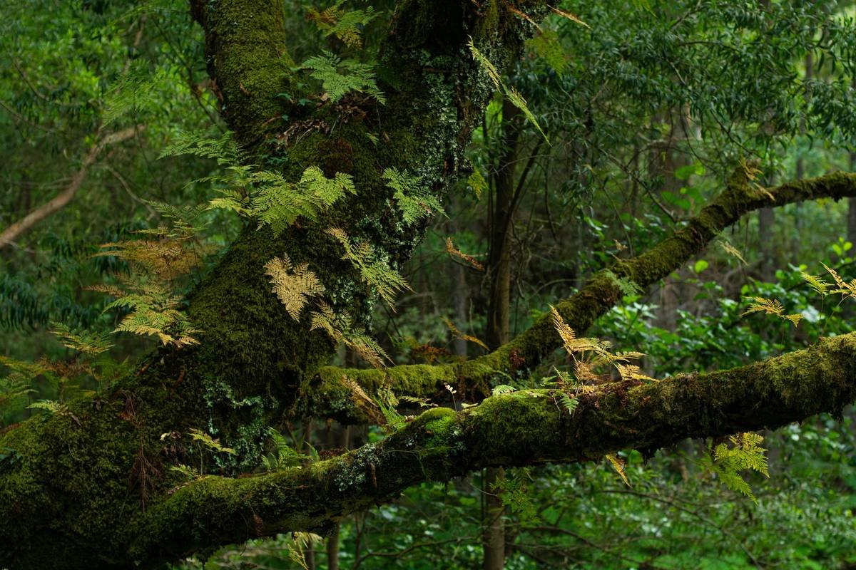 Enchanted forest detail showcasing vibrant ferns and moss-covered logs. Magical woodland atmosphere with soft natural light filtering through dense foliage—ideal for nature, fantasy, and environmental themes.