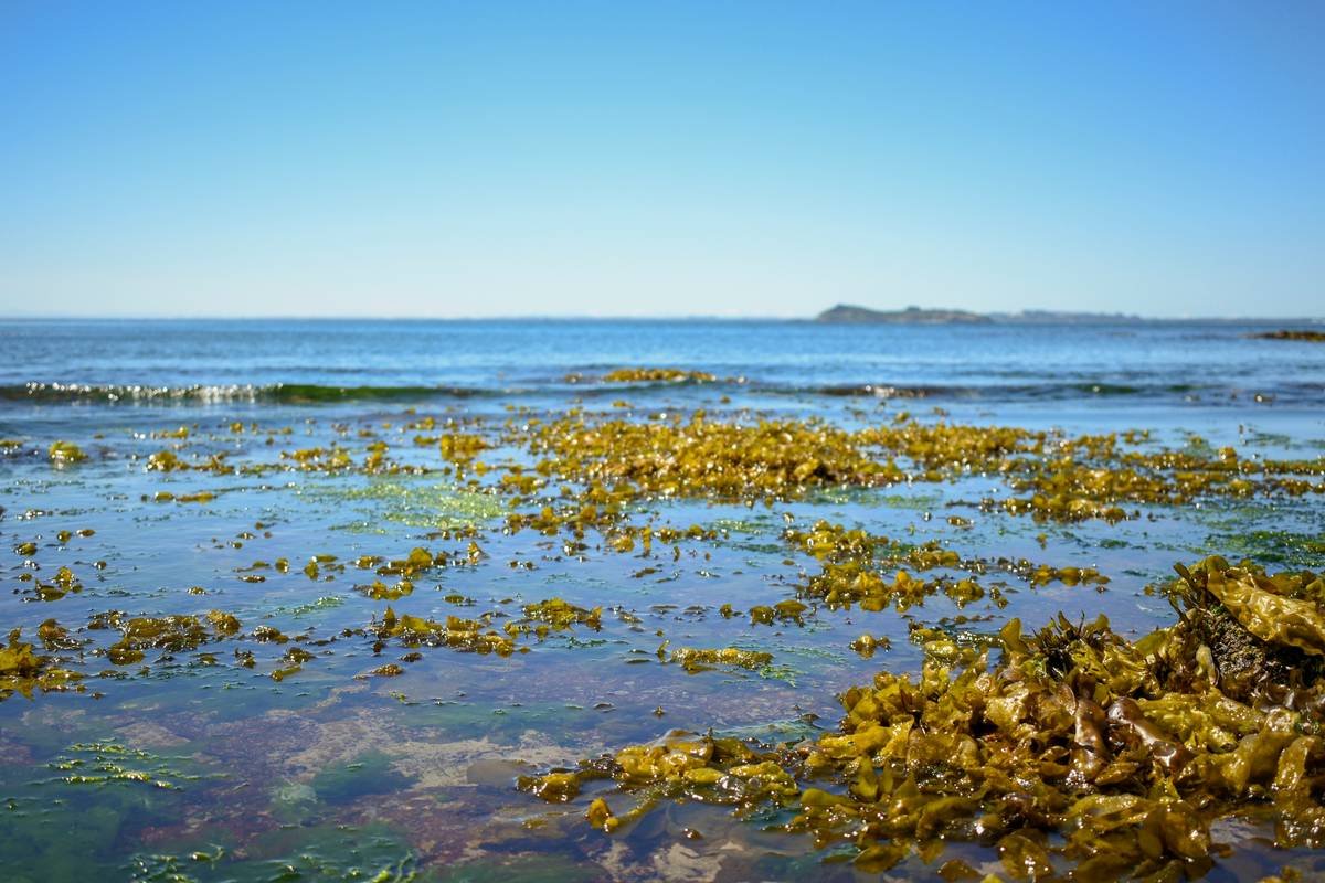 Seaweed and calm ocean under a clear blue sky